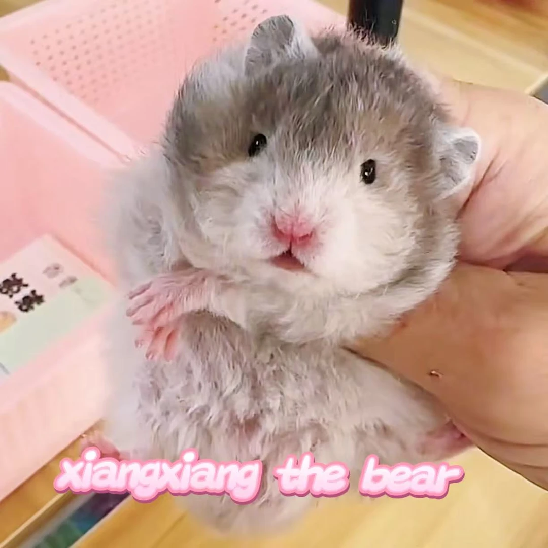 家养精品活体金丝熊波利直毛卷毛眼线玳瑁藤盒运输