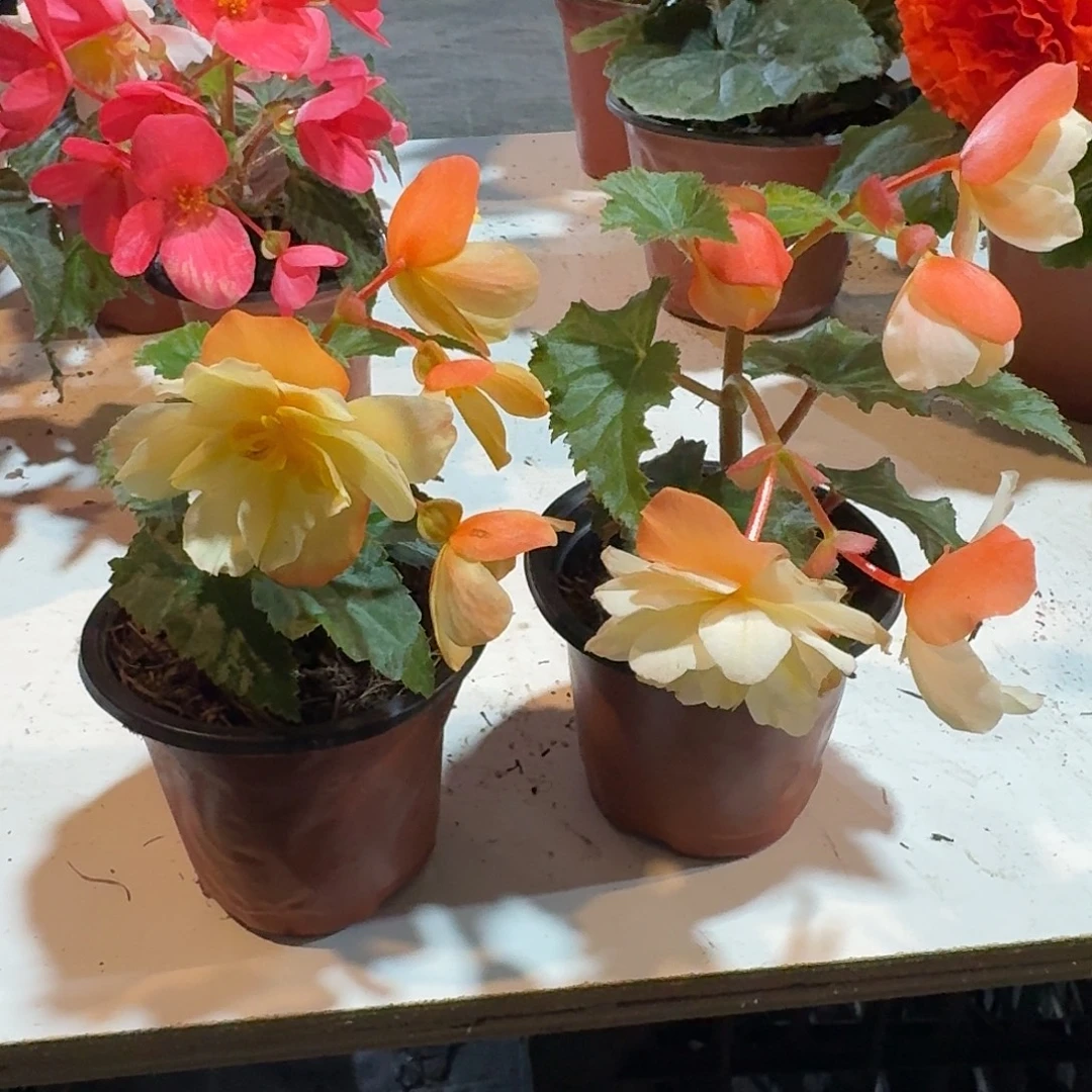 90白桃2盆 求根海棠