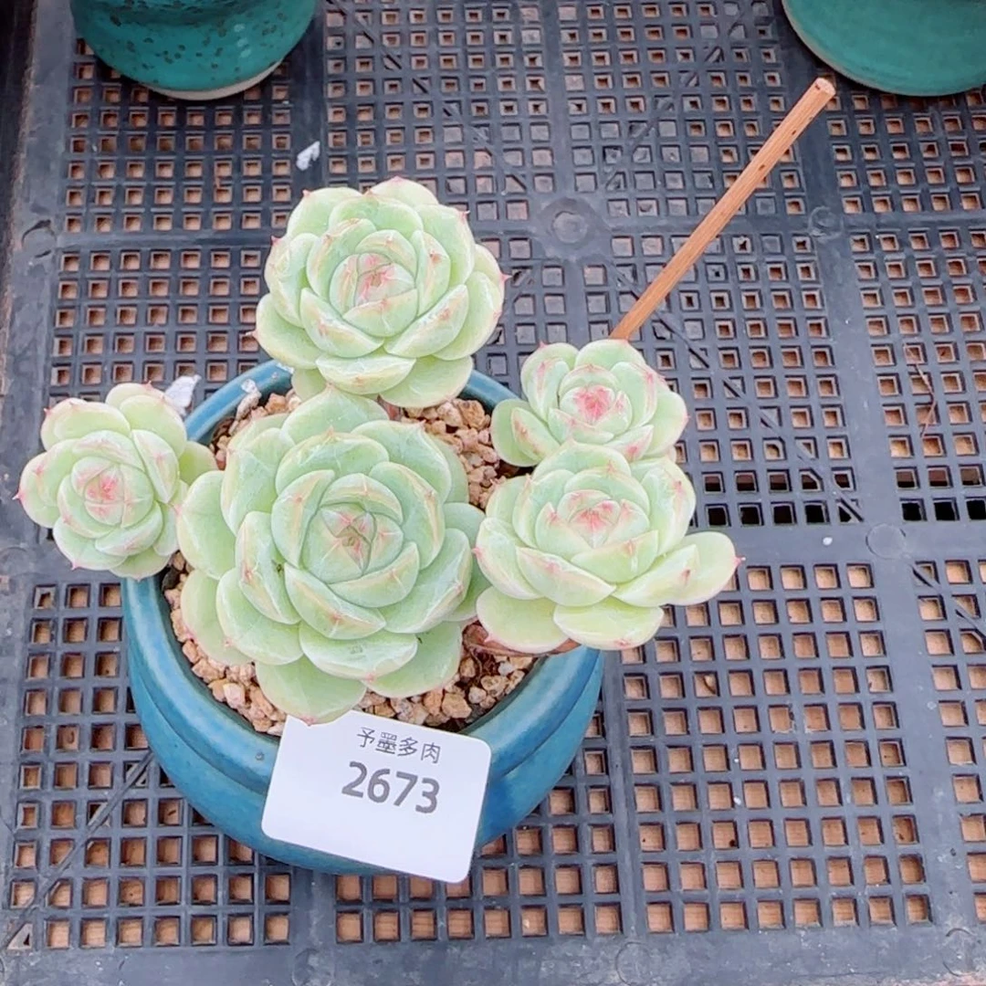长杆白芷,2673多肉植物
