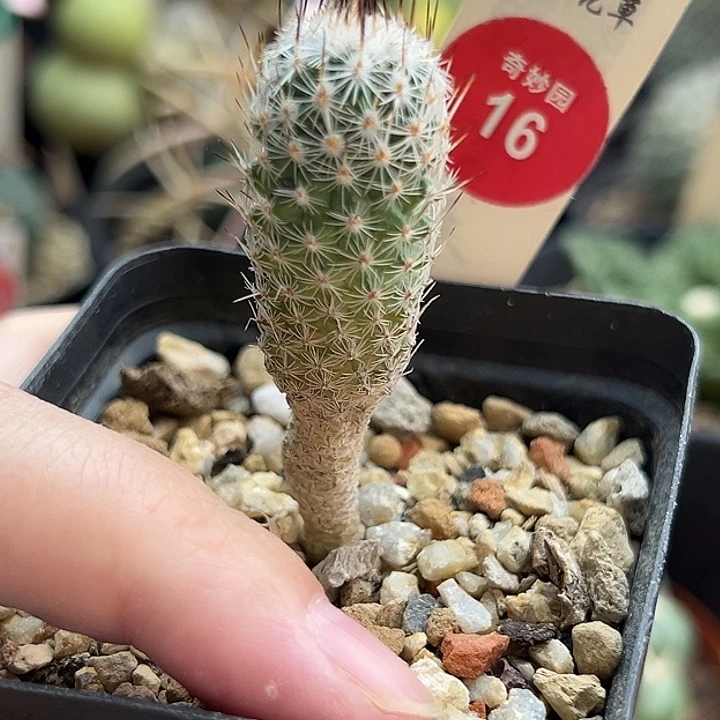 实生赤花美针玉1.7cm