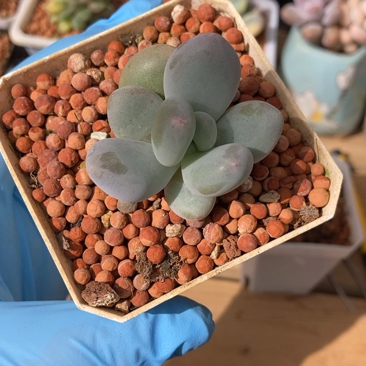 大叶奶酪锦基因多肉植物