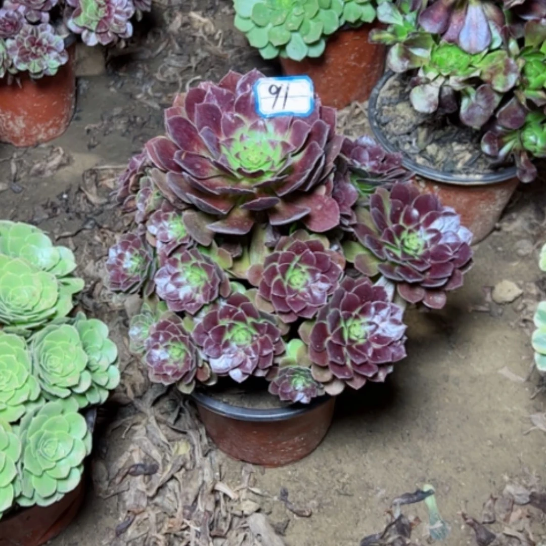 【闪购商品】黑魔91