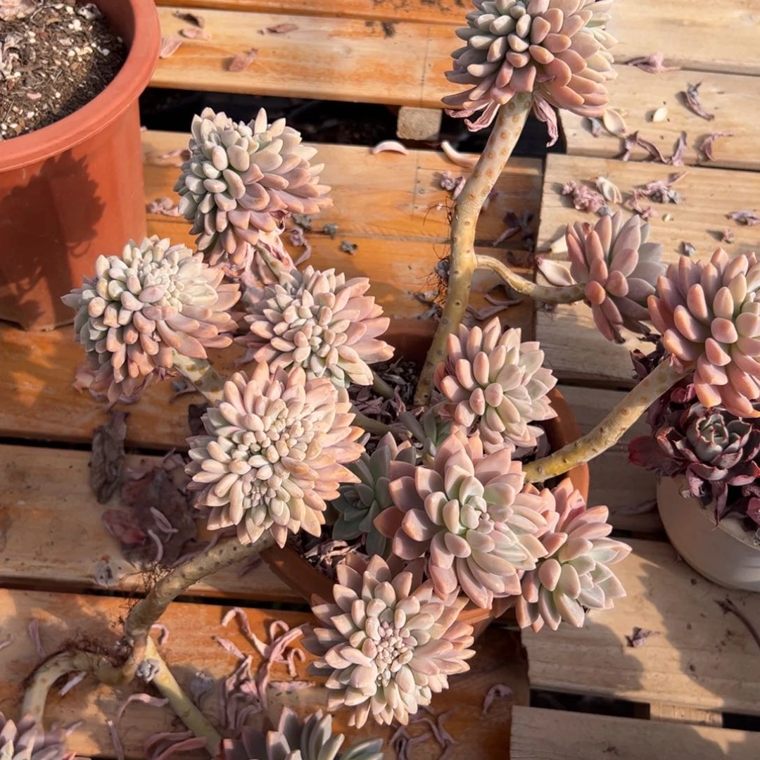 多肉淡雪朵缀【非偏远地区满18包邮】