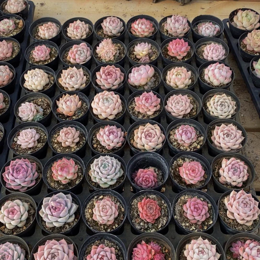 372多人在一起了，我的