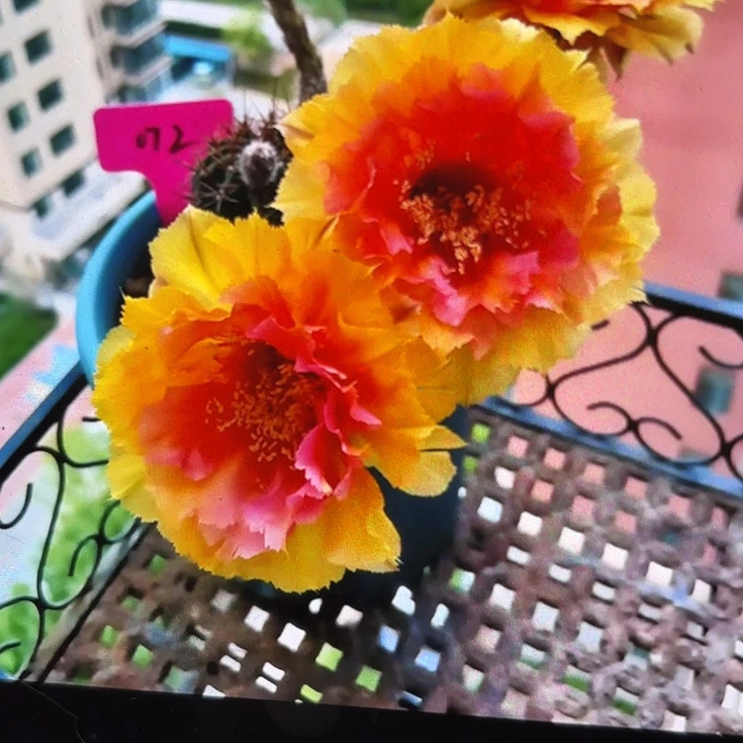 072彩四公分左右无根侧牙2