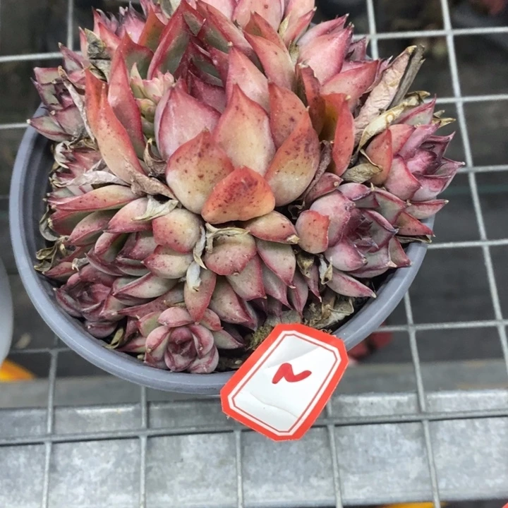 李**r一物一拍多肉宝莲灯2