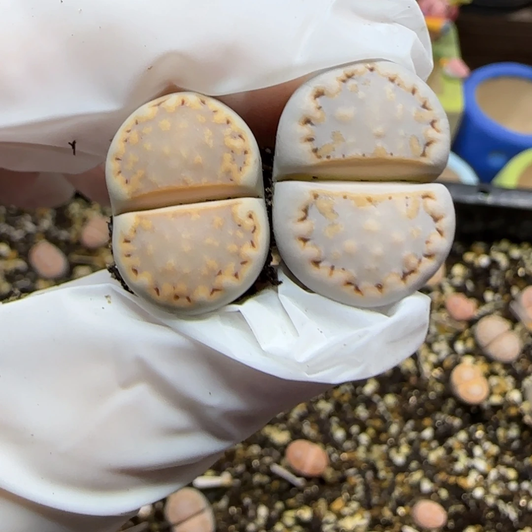 12.20.c216饼干.9024清旧框福利