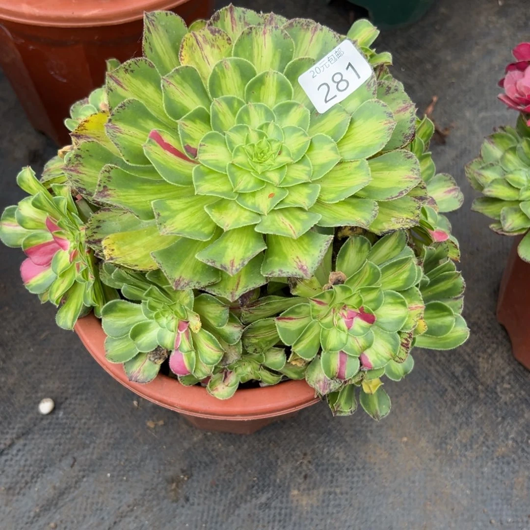 281知否多肉植物系