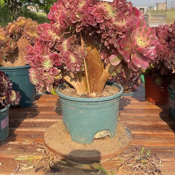 649女巫缀包邮法师