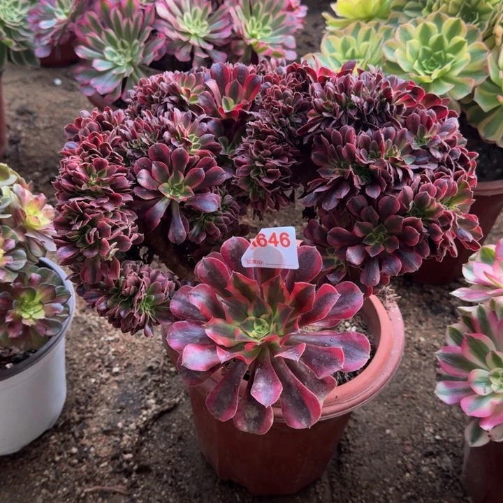 美杜莎缀化646多肉植物