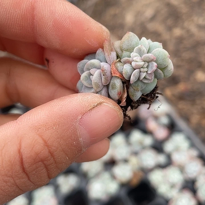 一我一拍满18包邮