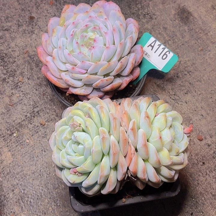 没*梦露冰玉一物一拍A116