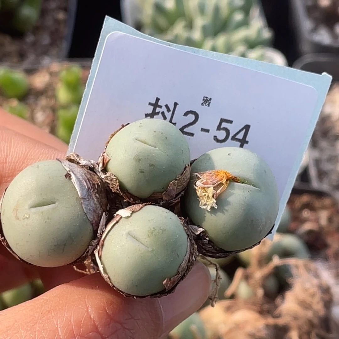 *****2-54肉锥多肉植物