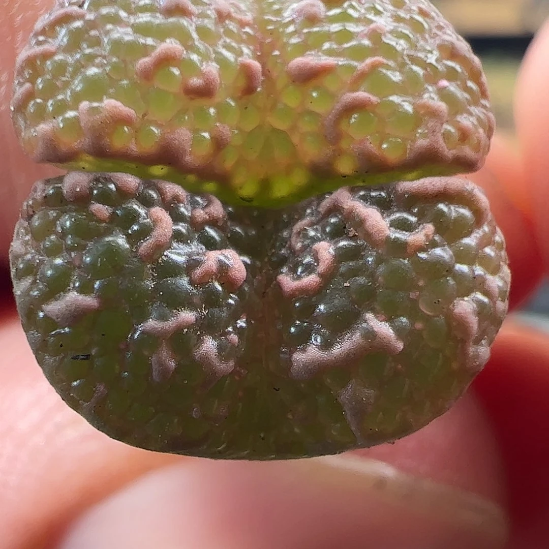 0000690 一物一拍……