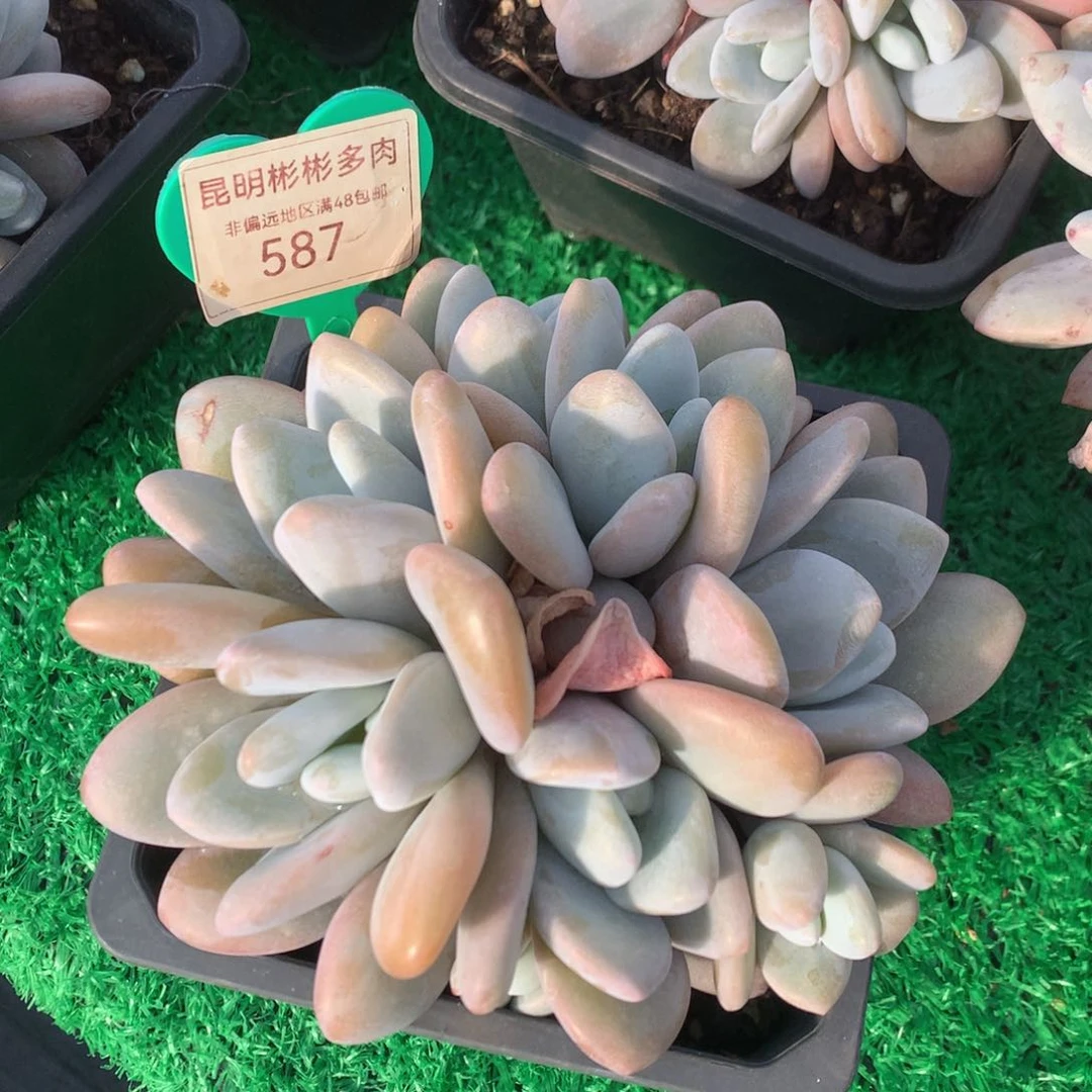 粉兔群生无砍平头587