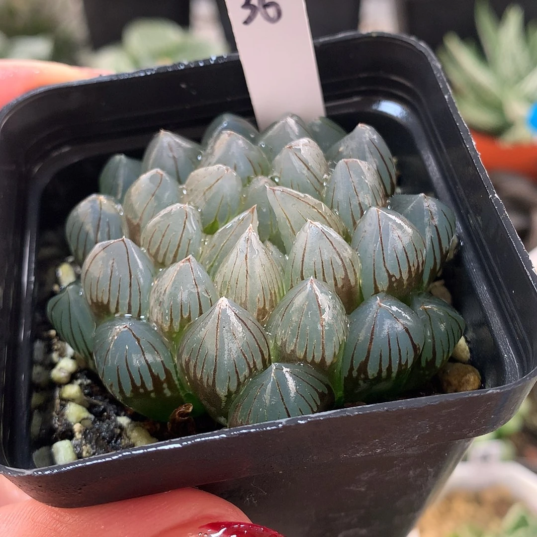 36号黑肌玉露带盆土