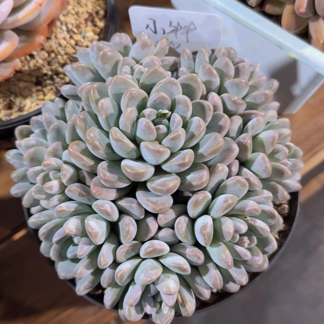 美慕花坊，一物一拍。