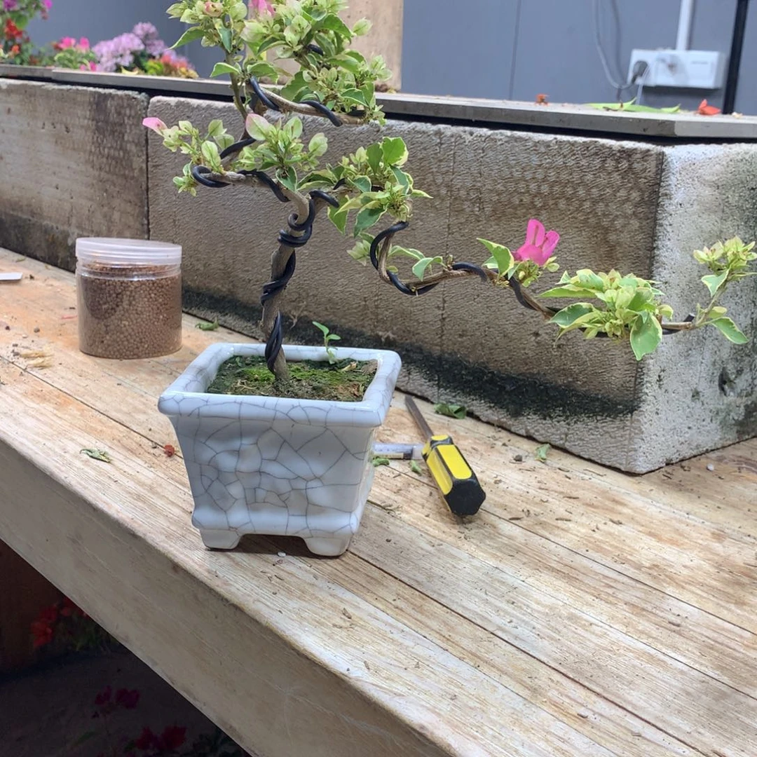 大量花朵（建议范围：8朵-15朵 或40%以上）