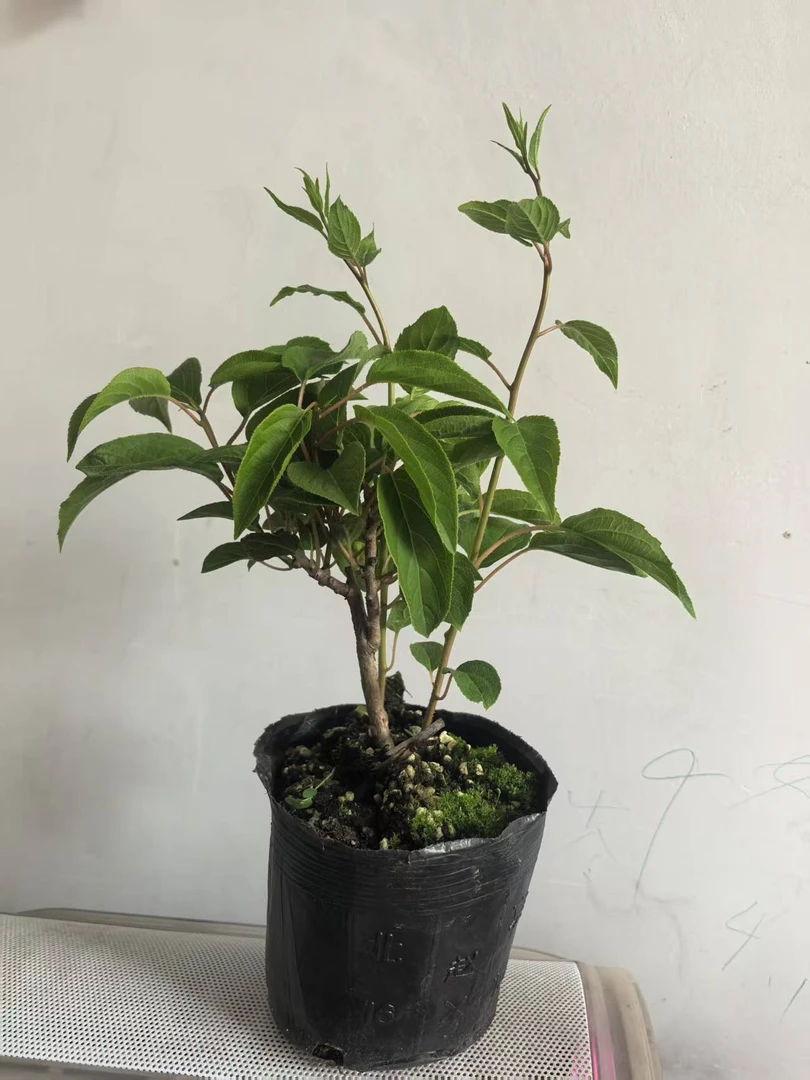 四季好养盆栽花卉植物观花观果型植物耐寒耐热南北方好养植物