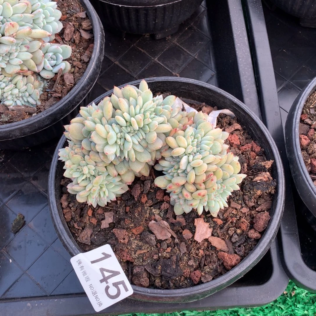 145橙子缀多肉植物