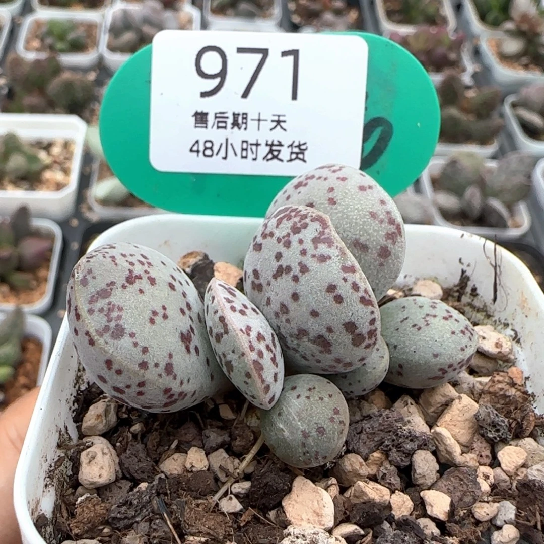 花蛋。       971。