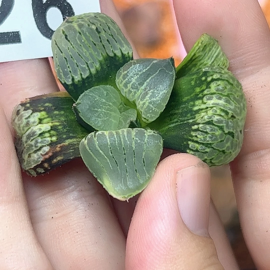 426红红火火恍恍惚惚