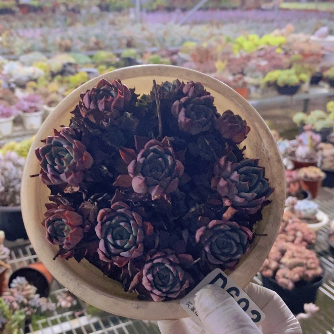 693娜娜小勾一物一拍