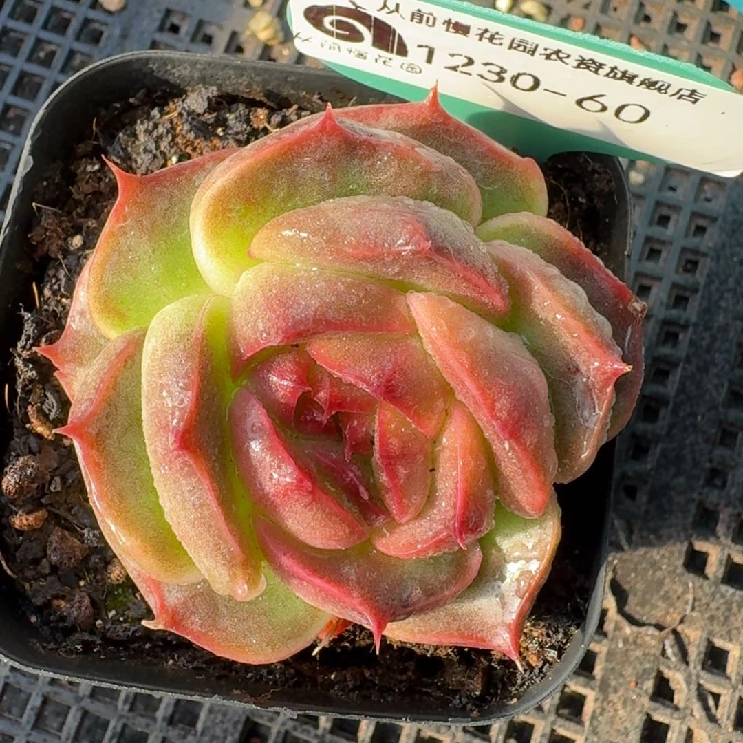 从前慢花园多肉精选编号1230-60