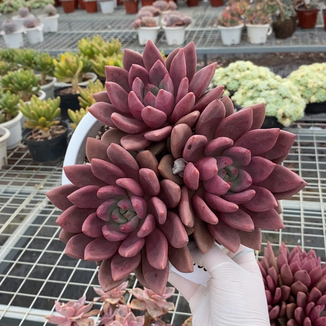 163桃花源一物一拍