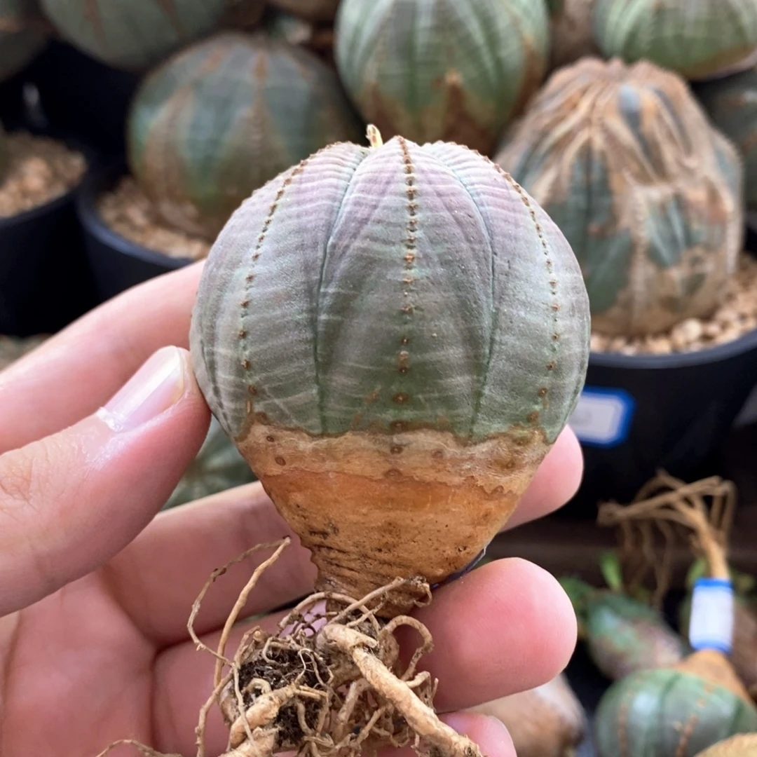 欧系实生布纹球多肉植物