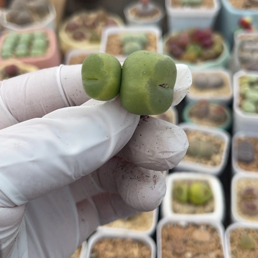 多肉植物一物一拍137
