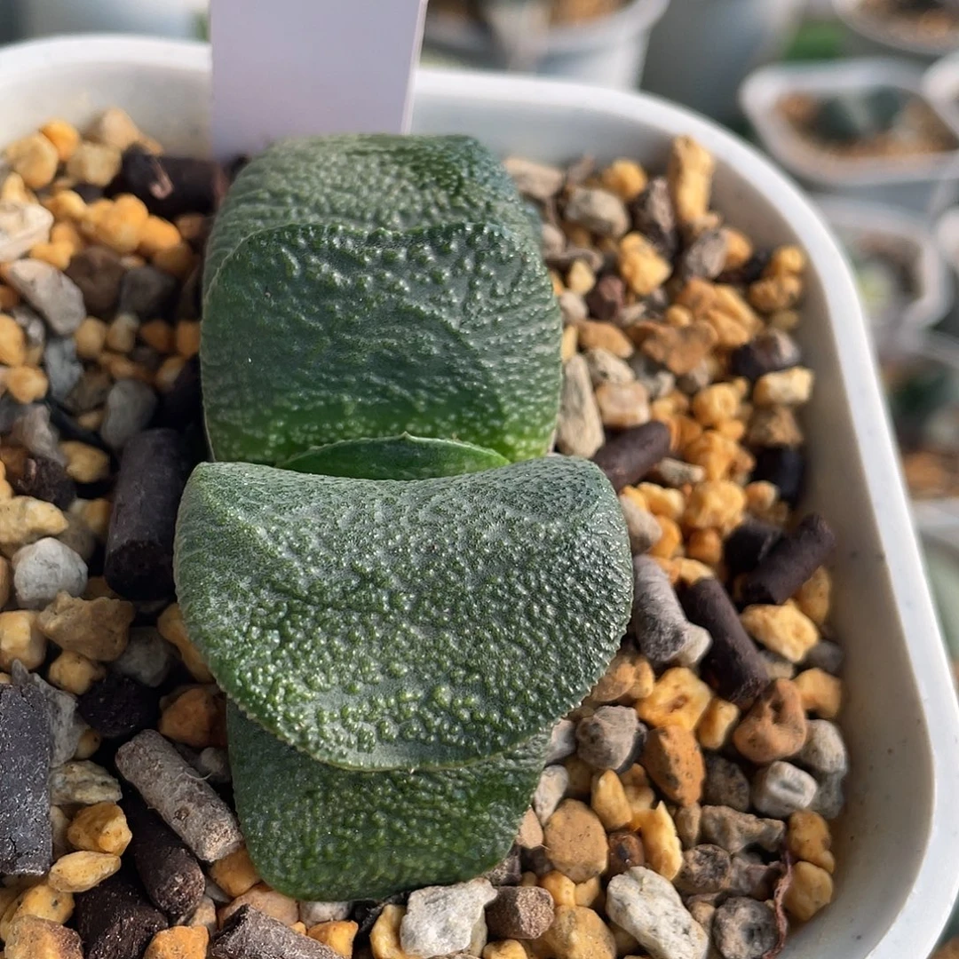 016脱土发货1111111