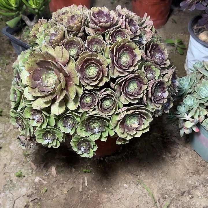 多肉植物万圣节38