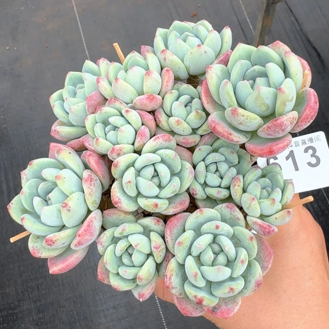 望舒群生         多肉植物