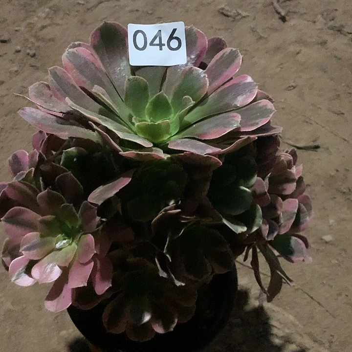 无花朵046美杜莎多肉晚