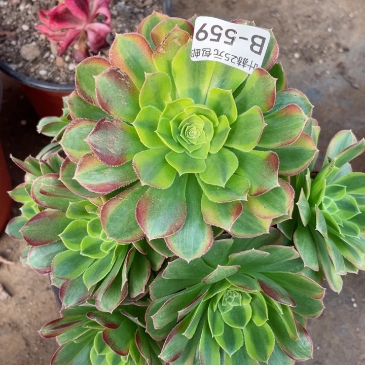 559万奶多肉123456