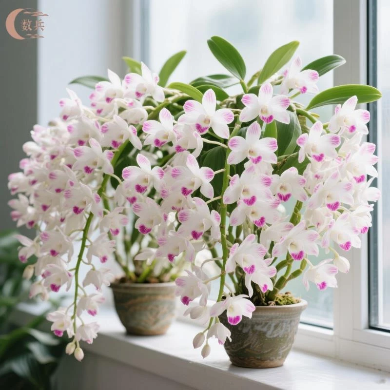 香水石斛兰带花室内客厅花卉盆栽易活好养易活办公室绿植桌面好养