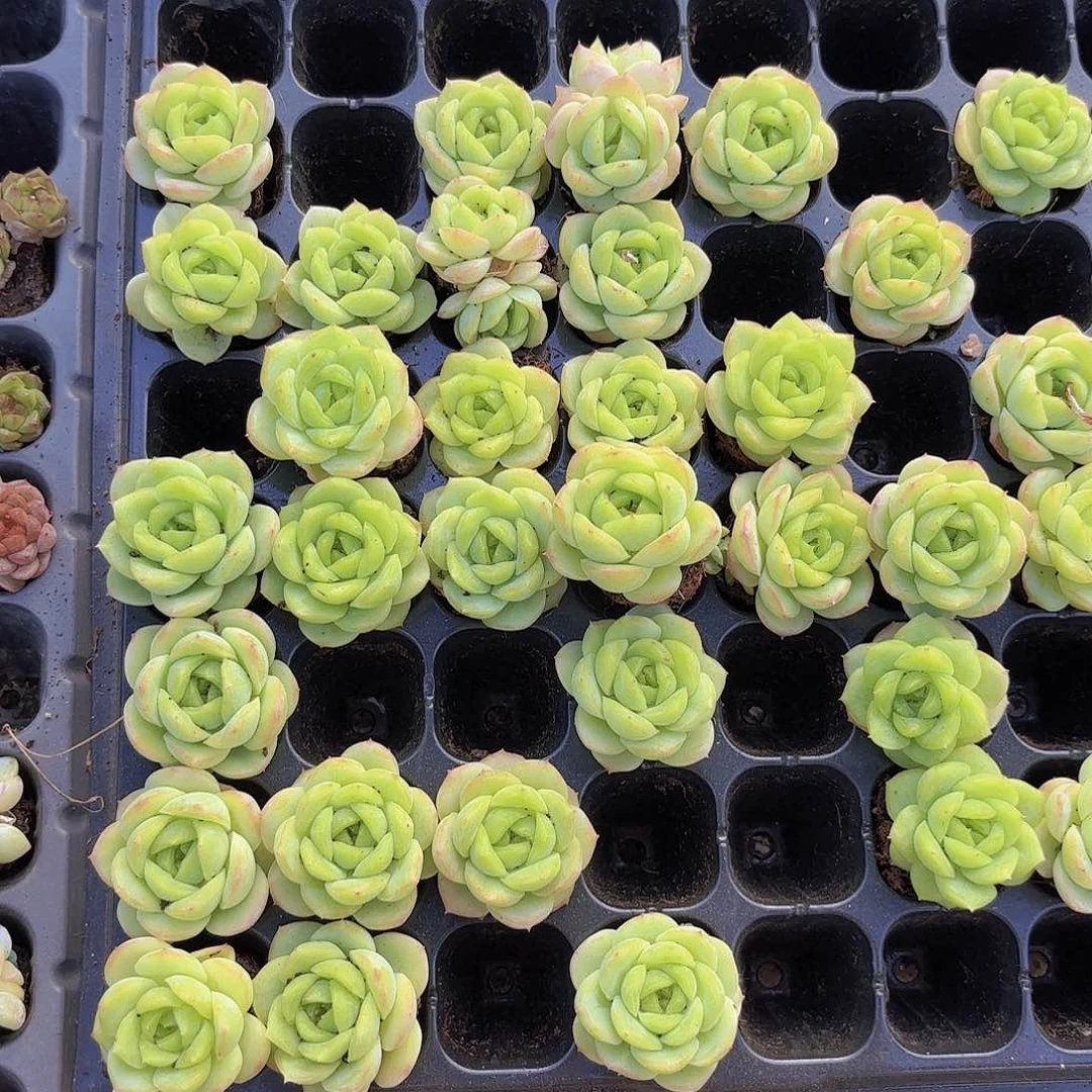 宝宝绿一颗量拍111