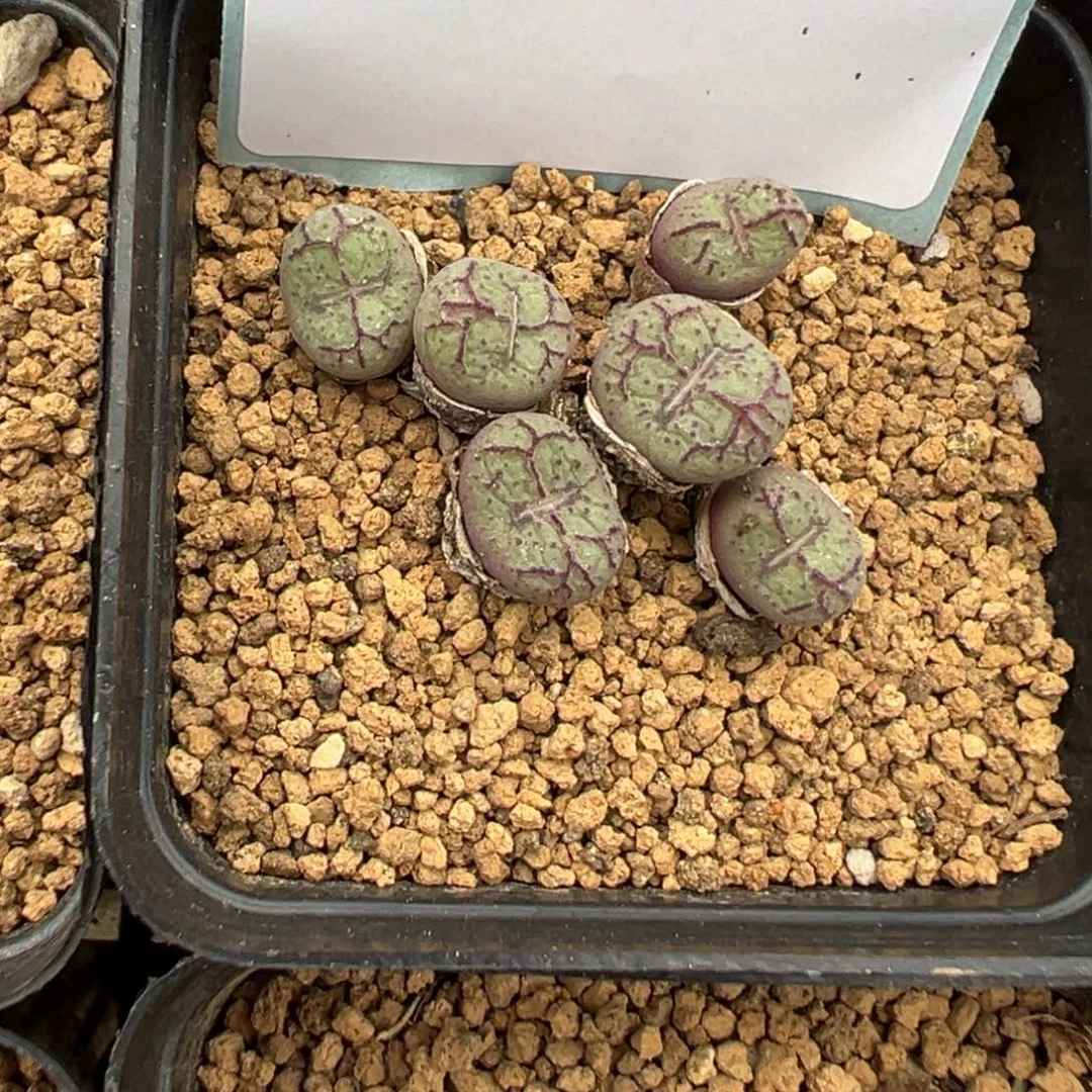 19-27肉锥多肉植物