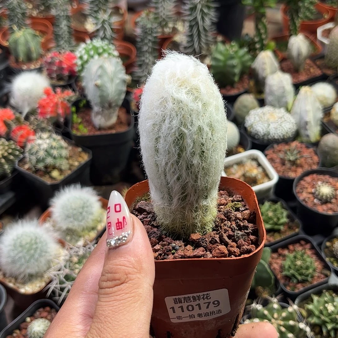 110179一物一拍单头发