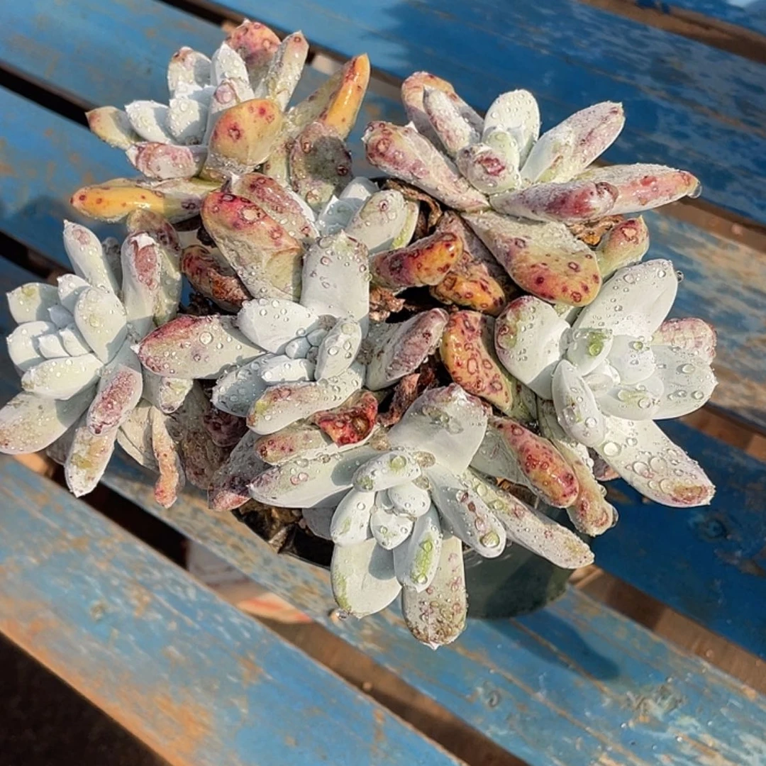 【闪购商品】红拇指