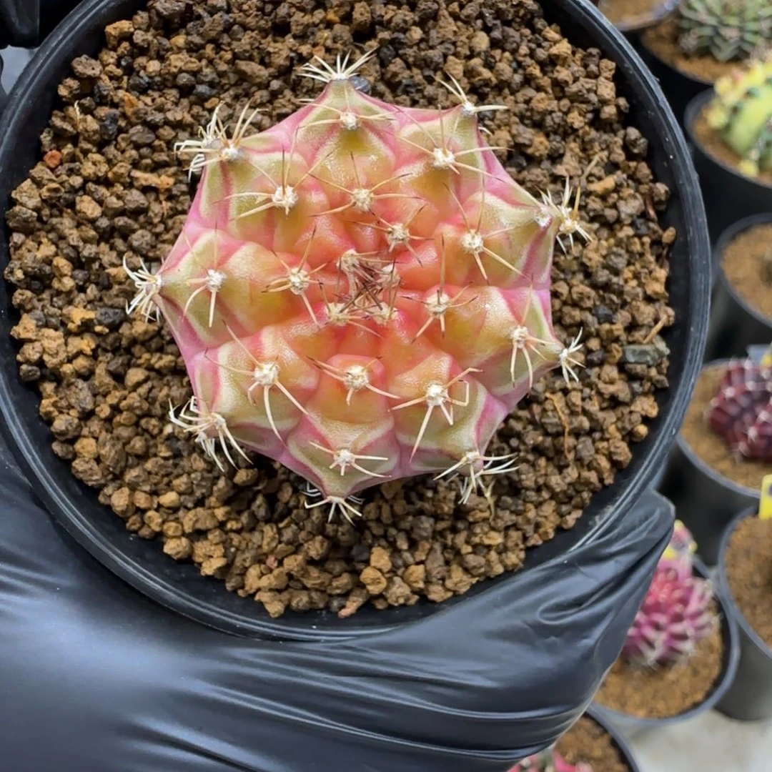 63号泰系实生轮回