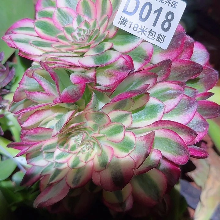 多肉法师荔枝朵朵缀化