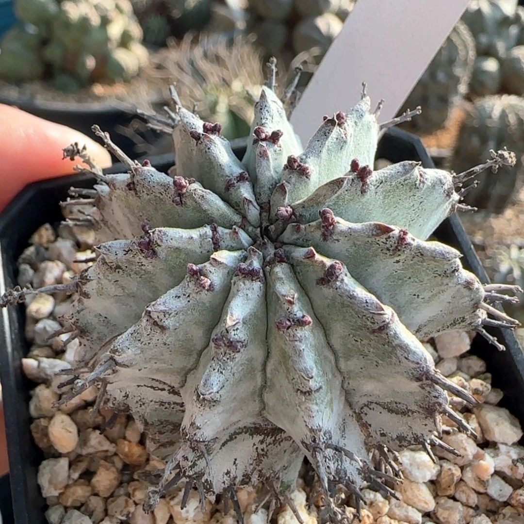 73脱土发 白衣 魁伟玉