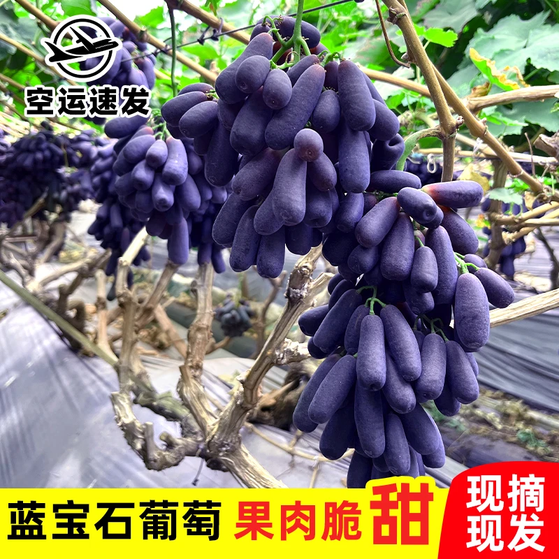 （空运速发）金手指黑提无籽提子葡萄当季新鲜水果脆甜可口