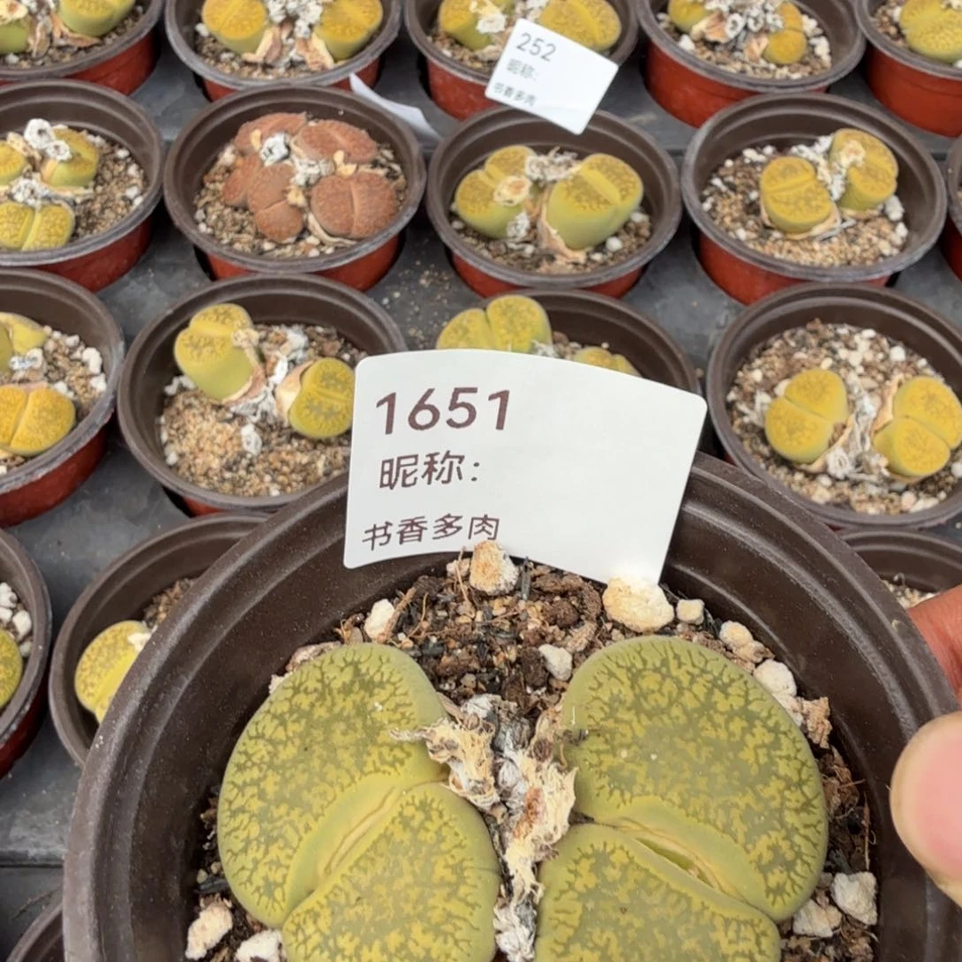 若***凯多肉植物多肉植物多肉植物