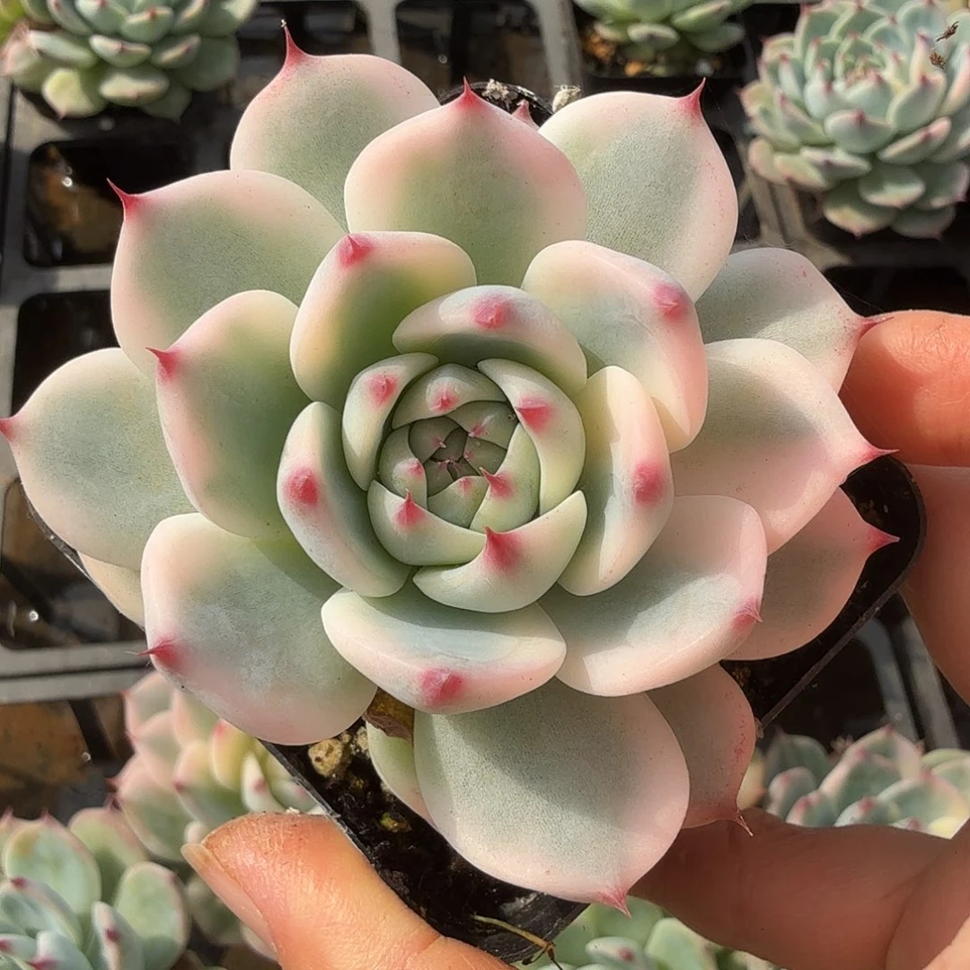 吉娃娃锦，多肉植物