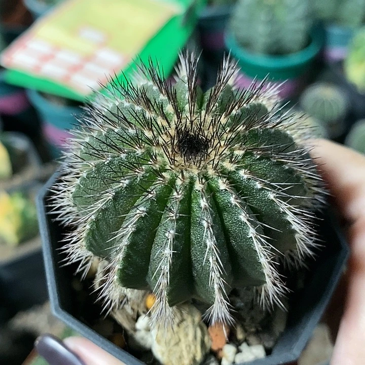 花花草草花花草草