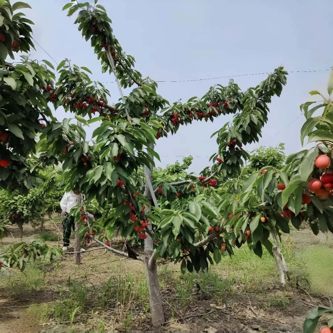 正宗嫁接大樱桃树樱桃苗车厘子树苗果树果苗南方北方种植盆栽地栽