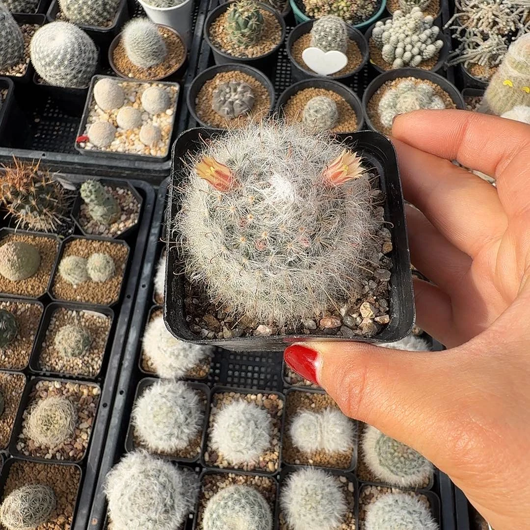 实生白云高砂脱土发货